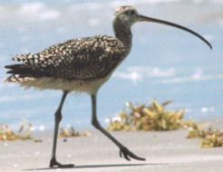 Curlew